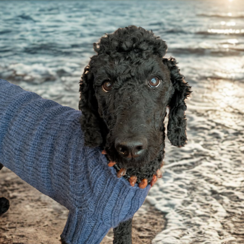 Rav hundekæde – naturlig flåtbeskyttelse